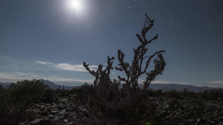 Landscape of plants on a mountain against a dawning sky