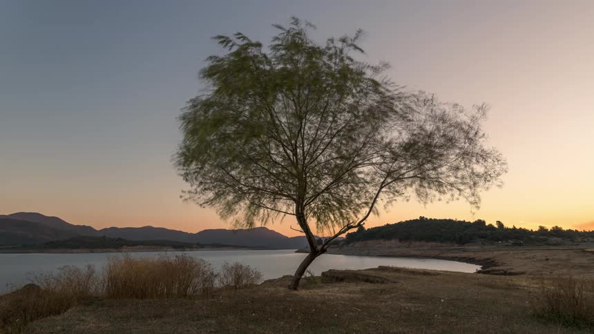 Tree in a flowerbed by a lake on a dusk day