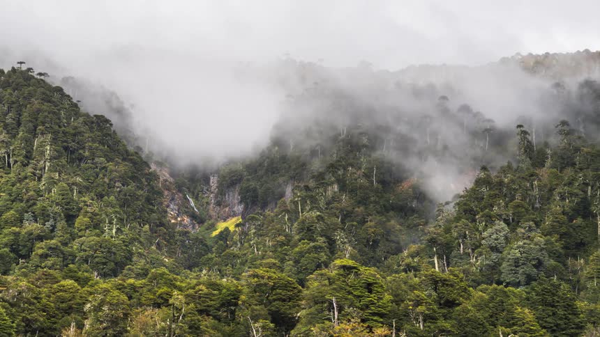 Dense tropical forest with fog partially covering the trees