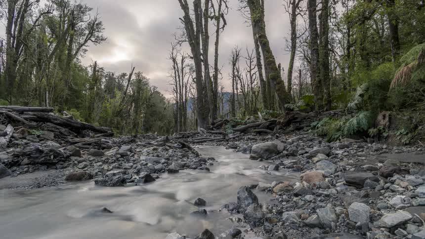 Stream with a rocky bed cuts through a sparse forest