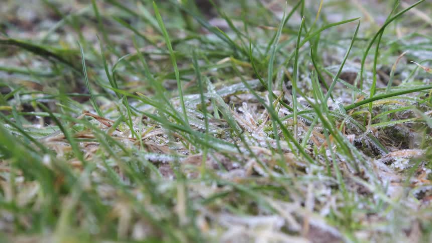 Green leaves covered in snow