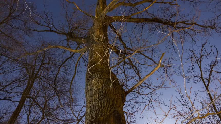 Leafless trees against a blue sky with the sun on the horizon