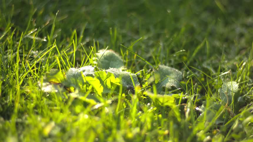 A green plant is growing with sunlight shining down on it