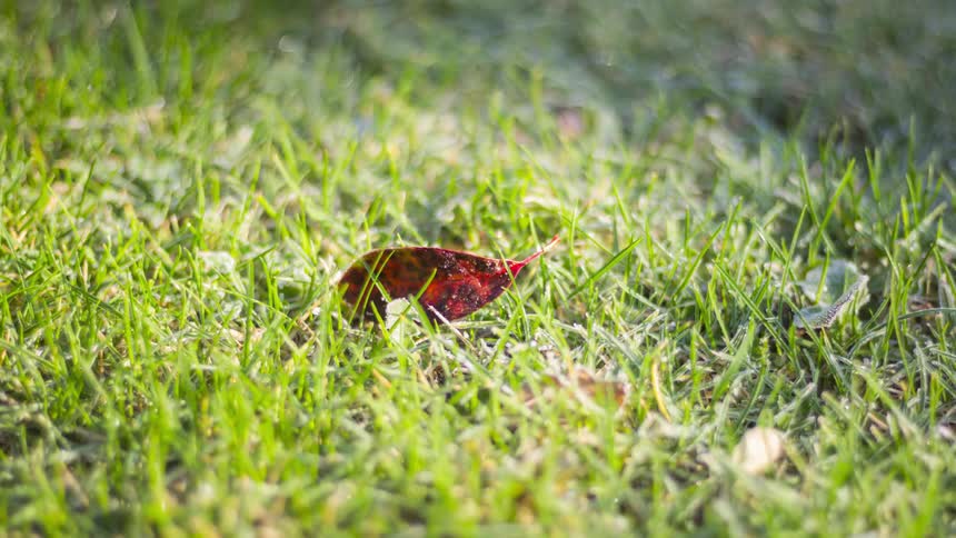 A red leaf is in the grass