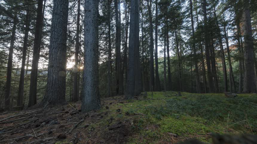 Large trees in a forest with natural sunlight reflection