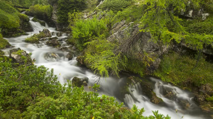 Stream flowing between rocks and surrounded by vegetation in a forest