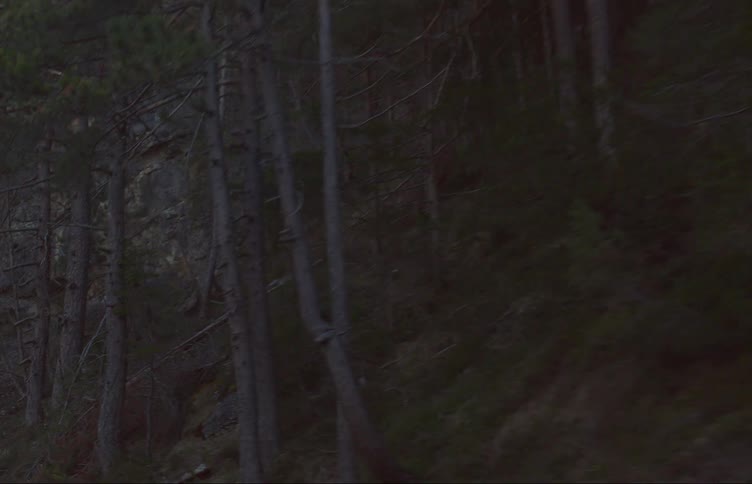 The mountain is covered with trees
