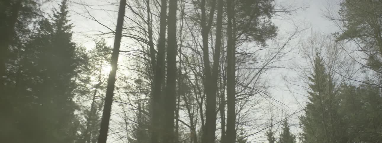 Sunlight filtering through tall trees in a forest