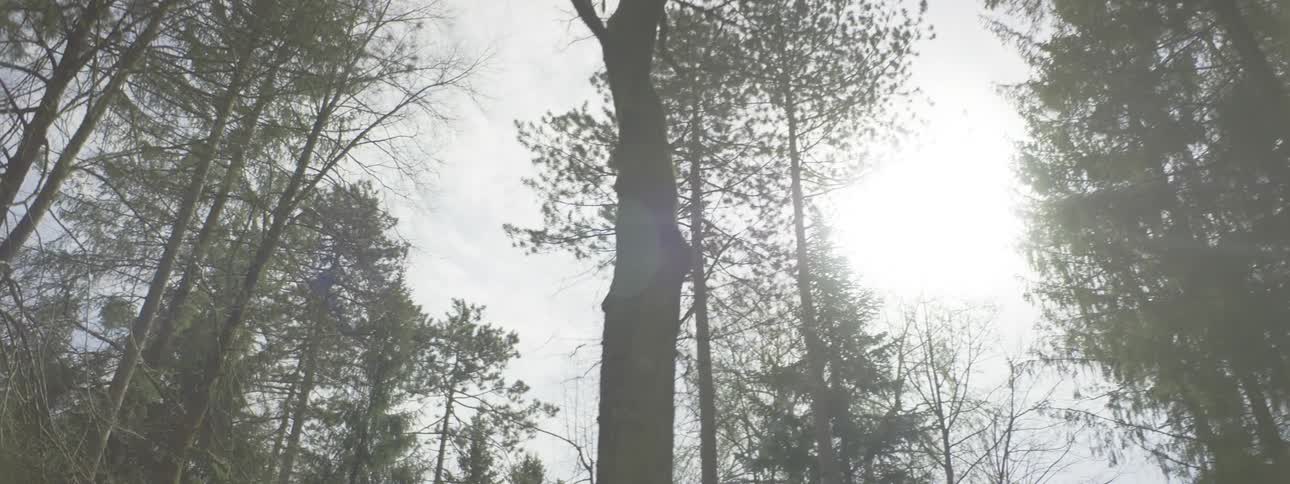 A dense woodland forest with tall trees