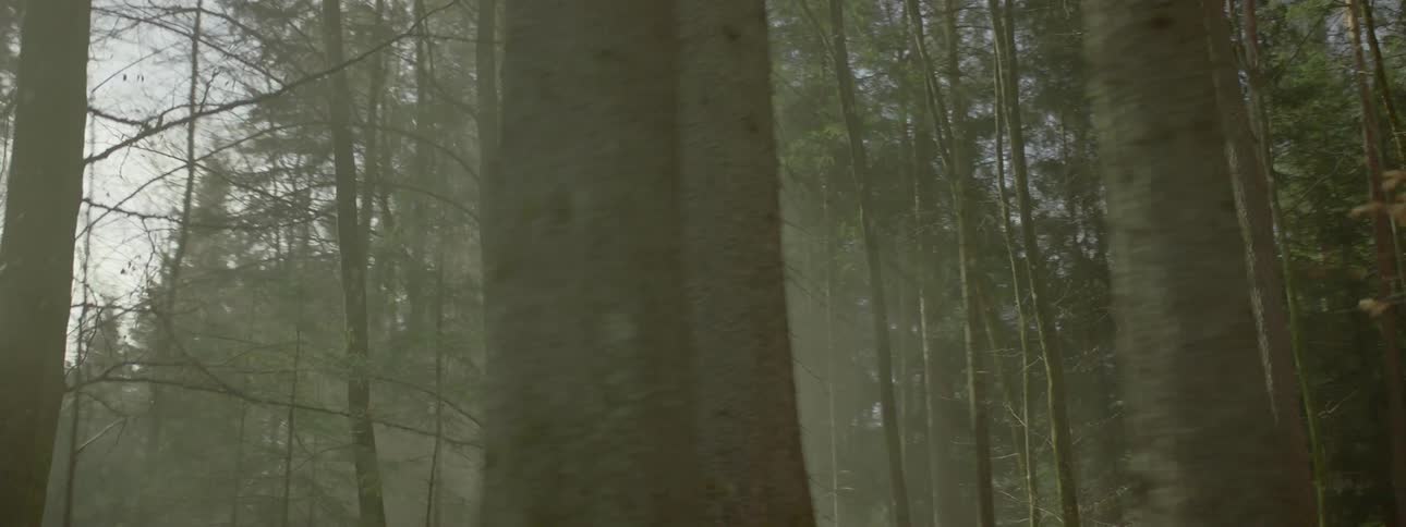 Tall trees surrounding the landscape at midday