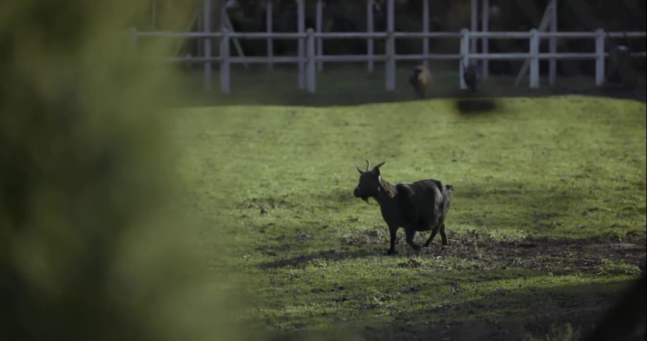 Small goat walking outside in a fenced enclosure