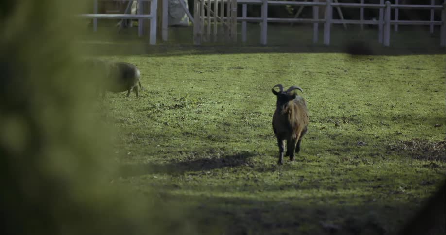 A goat walks in a green pasture