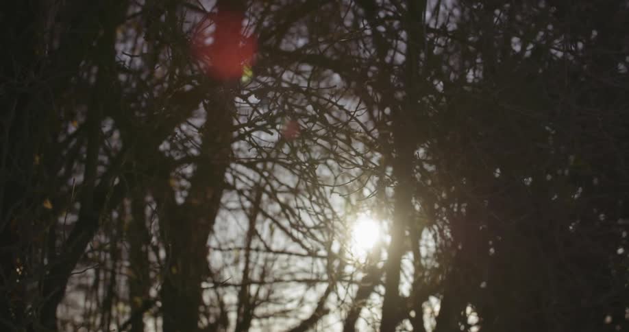The sun shines through bare tree branches