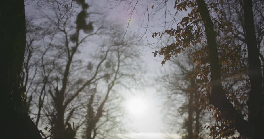 Hazy sunset as seen through a path between trees