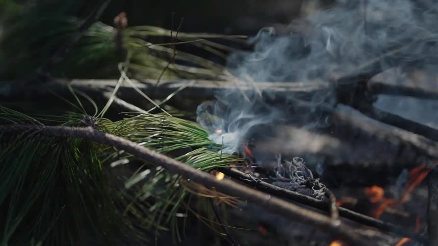 Smoke rises from fire burning piled branches
