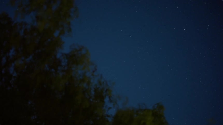 Fireflies flying in front of the silhouette of trees against a starry night