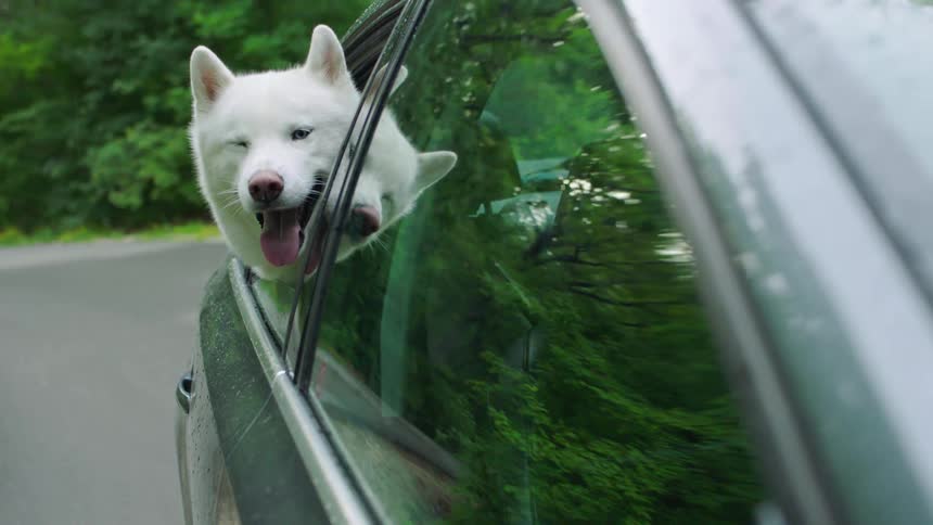 Dog with its head out of the window of a moving car