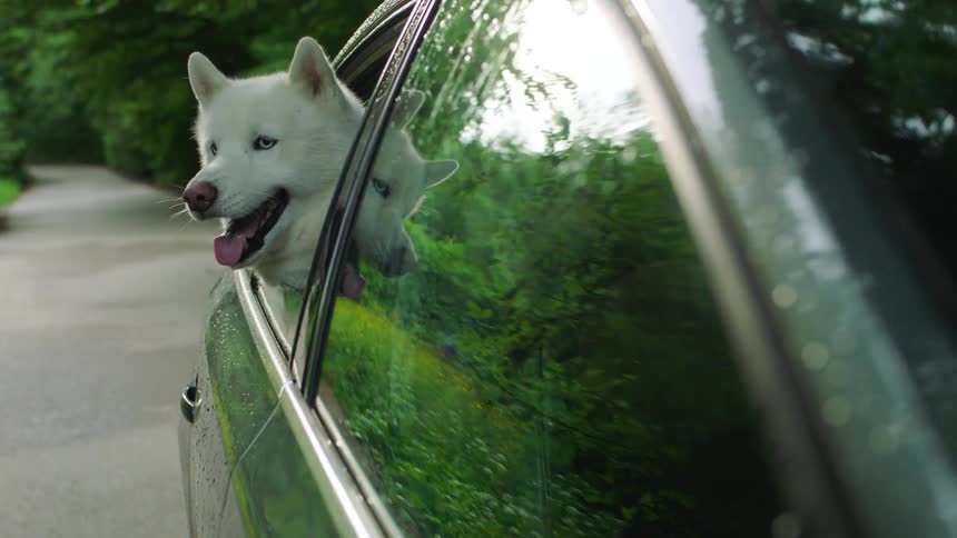 White dog hangs its head out the rear window of a car during a road trip