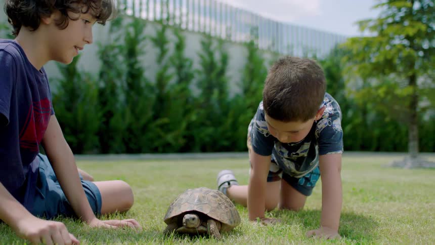Two boys play with a turtle in a public park