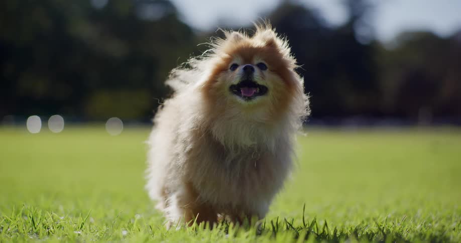 Small breed dog in the grass with tongue out