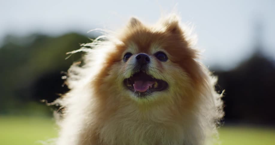 The breeze blows the fur on a dog outdoors who is staring into the distance with mouth open