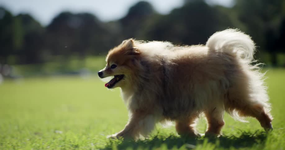 Small dog running in the grass