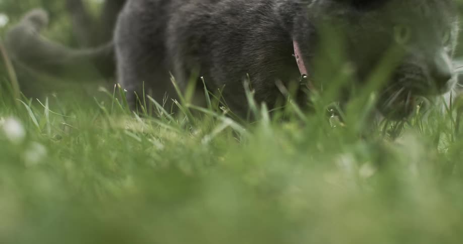 Gray cat moving cautiously on green grass