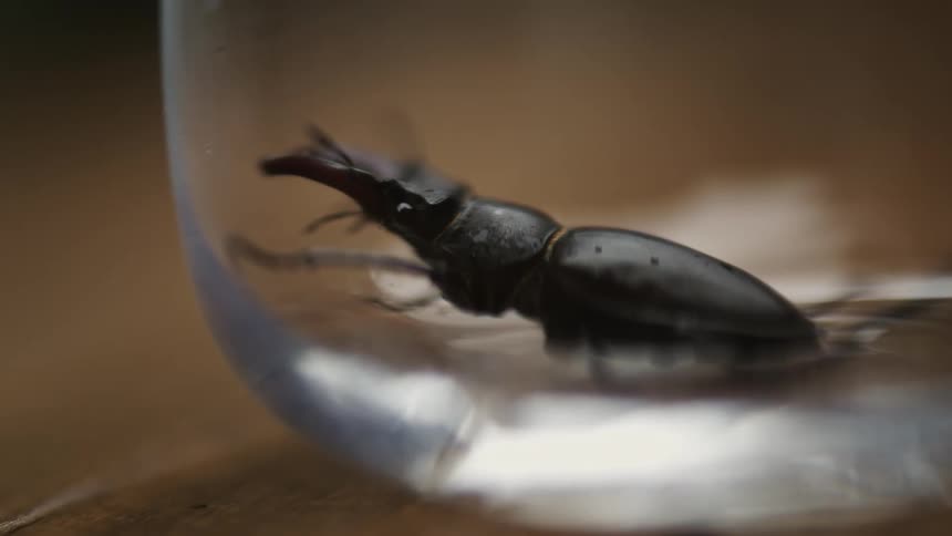 A bug is inside the glass