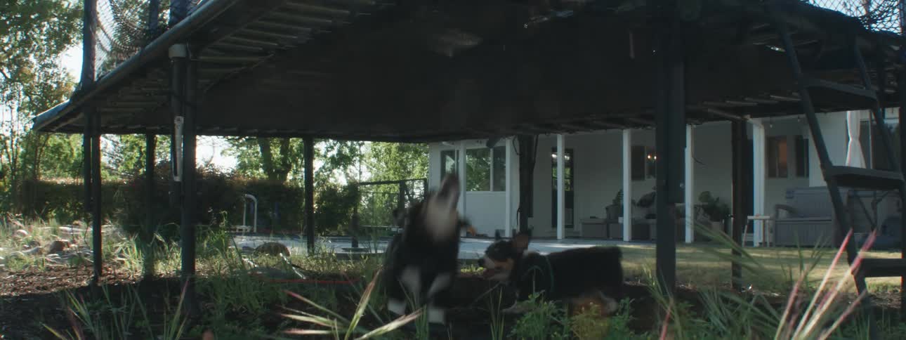 A couple of small dogs trying to bite the underside of a trampoline while two girls jump over it in the backyard