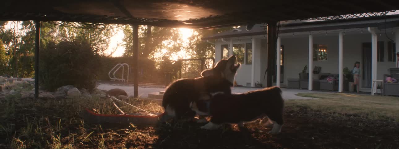 Two dogs run around under the trampoline