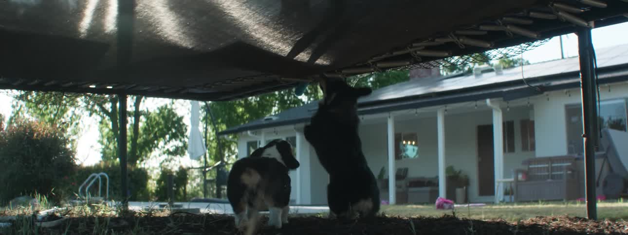 Two dogs walk around under the trampoline