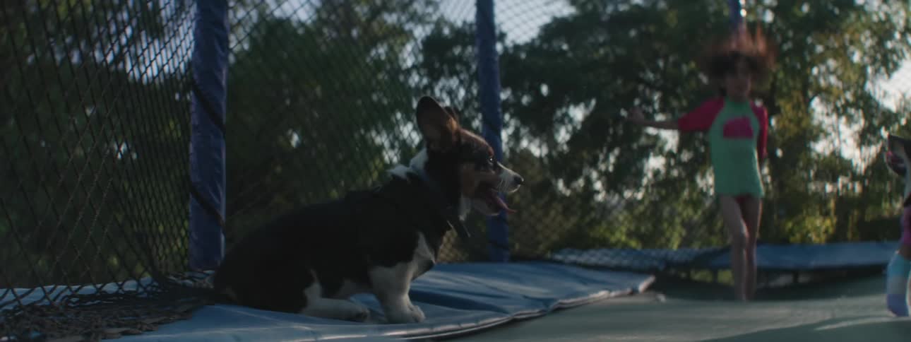 Two dogs with two children jumping on a trampoline
