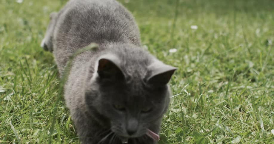 Gray cat crawling and walking through the grass