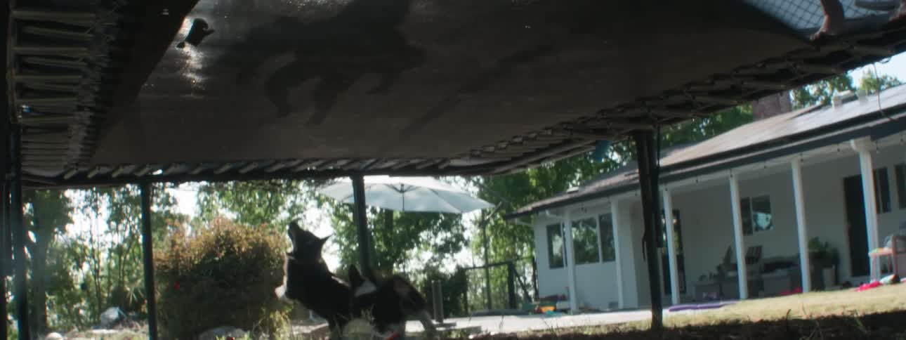 Two dogs under the trampoline with a child jumping