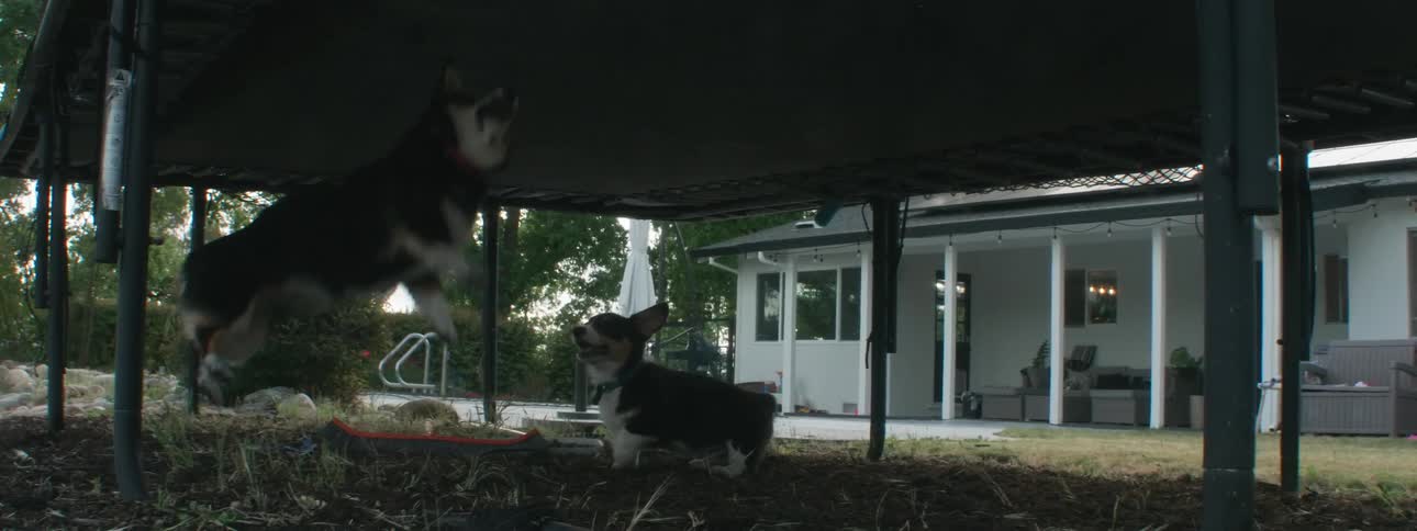 Two dogs are under a trampoline and are jumping up to get it