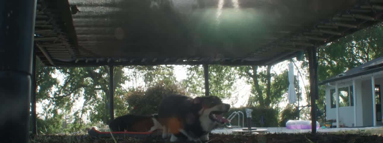 Two dogs under a bounce house and a silhouette of two children jumping on top