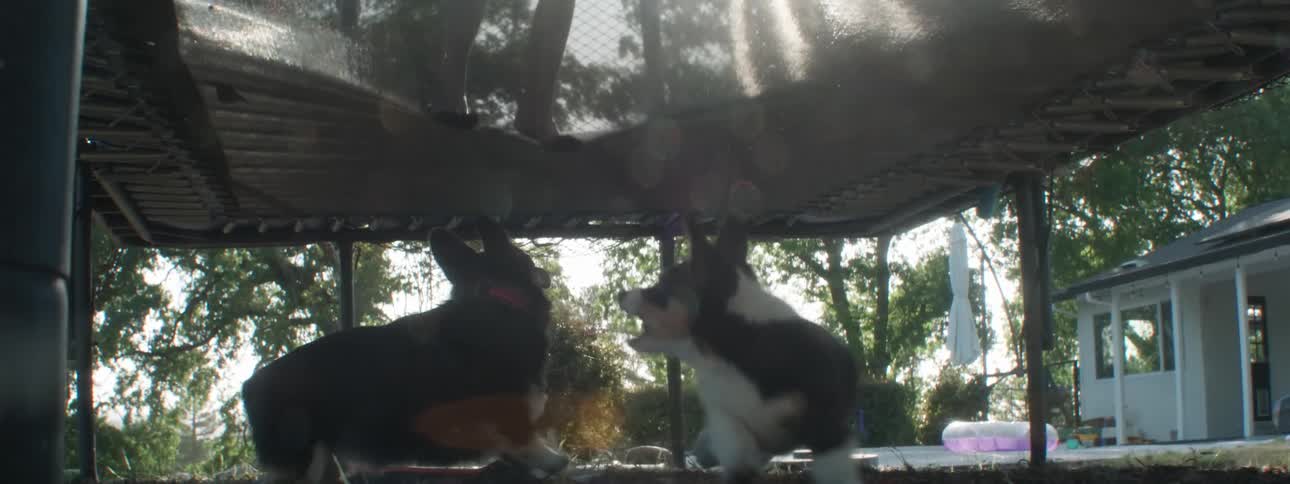 Two dogs running under a trampoline with two children jumping