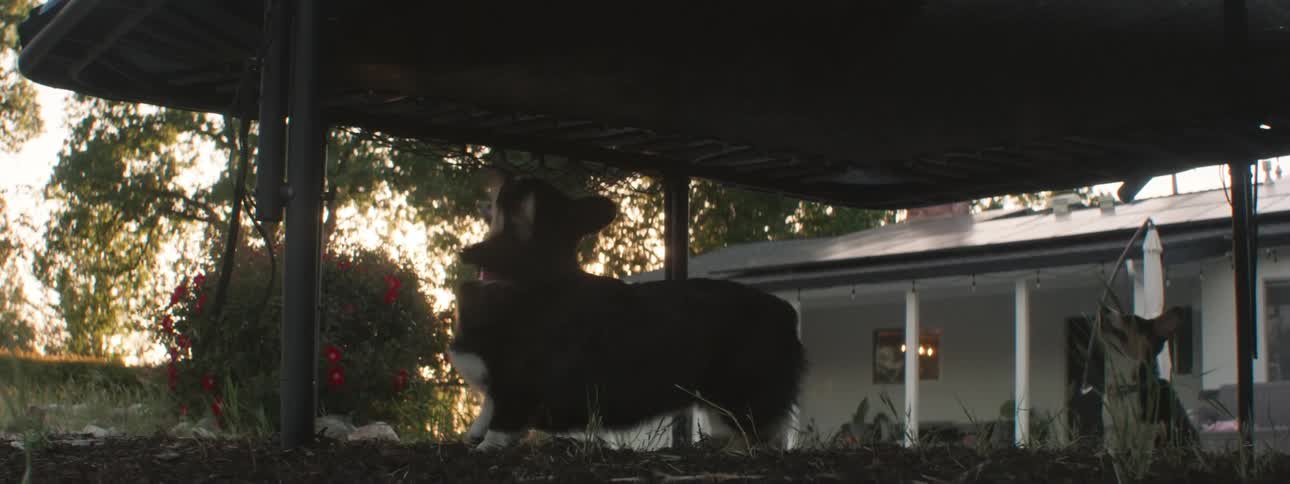 A dog jumps toward a trampoline as someone jumps on it