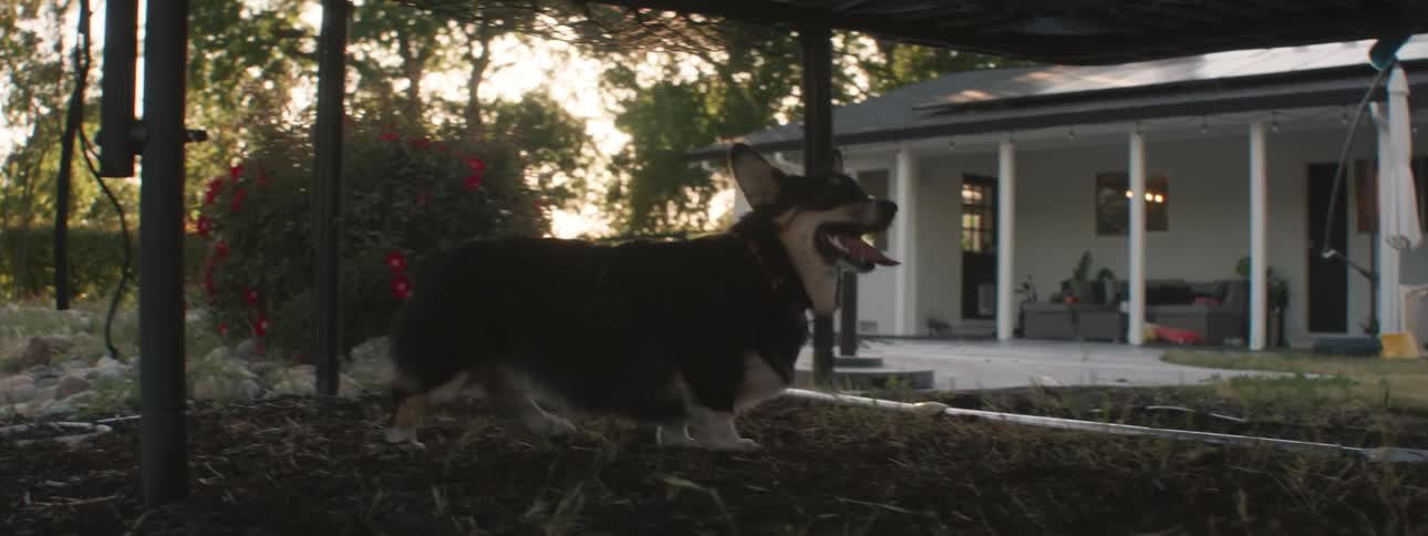 Dog jumps trying to get at the person on the trampoline setup in a backyard under a red tinted sky