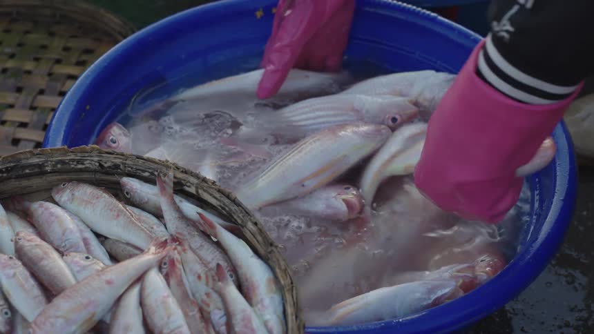 An individual removes fish from a bucket