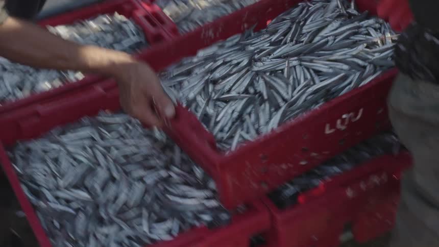 Several red boxes filled with small silvery fish with people around handling them in a market place