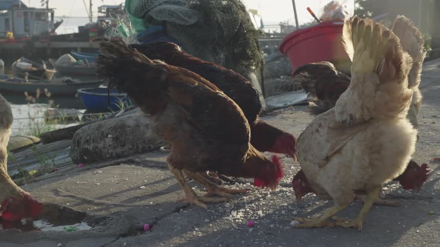 A group of chickens peck at the ground near a pier with boats in a pier at morning