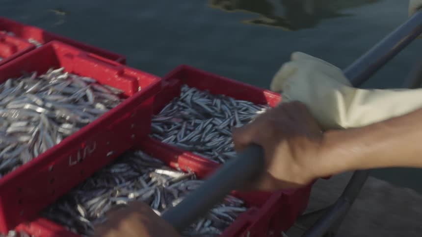 Two fishermen push a cart holding small fish in bins along the waterfront