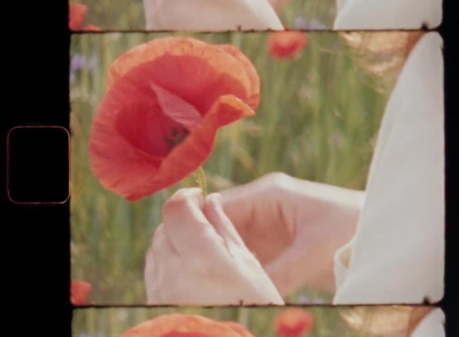 Hand-held Super 8mm closeup of a young brunette woman in a beige shirt picking red poppies in a field of flowers collecting them in a small flower bouquet in the light of the warm evening sun with lovely romantic spring vibes during golden hour
