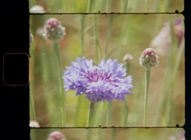 A wild honey bee flies away from a purple cornflower after collecting the pollen for her colony and pollinating the flower as symbol for great diversity and a healthy ecosystem on Super-8 film footage
