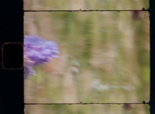 A wild honey bee or another pollinating insect perched on a purple cornflower floret jumping or flying to the next flower in a field of wildflowers with green grass and red poppies collecting pollen caught on vintage film