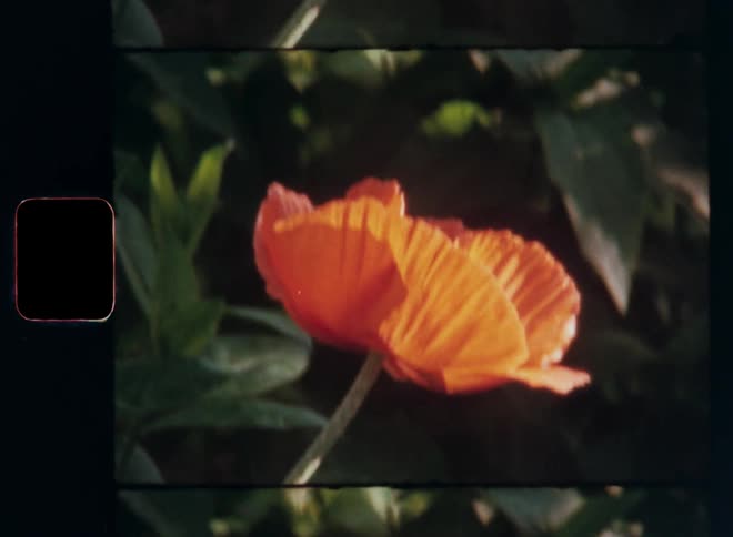 Single orange poppy flower fully opened to get sunlight while blossoming or flowering in a green flower bed with many other plants in a garden or backyard in a rural area or the countryside on sunny spring day with warm temperatures