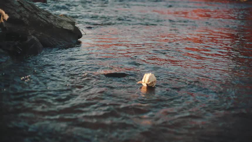 A withered white rose floats through a river rapid