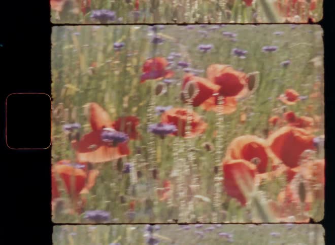 Vast field with purple cornflowers and orange poppy flowers and green grass is illuminated by the sun shining from the back making the colorful petals glow in the warm light on vintage 8mm films footage