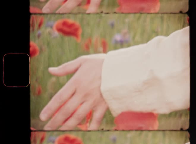 The beautiful hand of young Caucasian woman with beige linen shirt touches red poppies in a field of wildflowers as she walks moves or strolls through the natural grassland with an abundance of flowers in the warm evening sun during golden hour